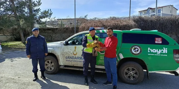 Jandarma ekipleri avcıların yaraladığı kartalı kurtardı