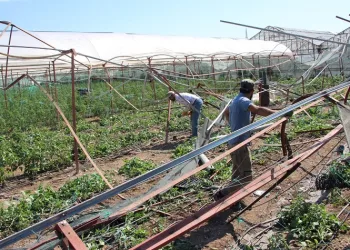 Kumluca’da hortum afetinden 265 dönüm alanda 111 üretici etkilendi