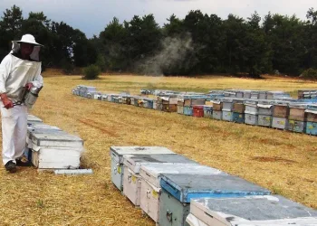 Muğla’da 7 bin 75 üreticiye 67,5 milyon TL destekleme ödemesi