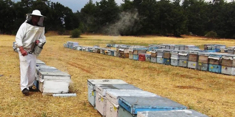 Muğla’da 7 bin 75 üreticiye 67,5 milyon TL destekleme ödemesi