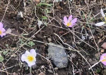 Kars’ta kardelenler çiçek açtı