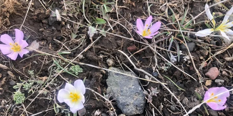 Kars’ta kardelenler çiçek açtı