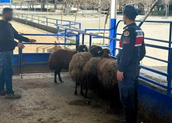 Çaldığı küçükbaş hayvanları satan şüpheli tutuklandı