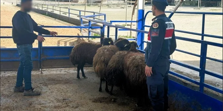 Çaldığı küçükbaş hayvanları satan şüpheli tutuklandı
