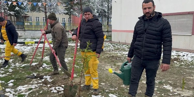 Kar yağışı altında fidan diktiler