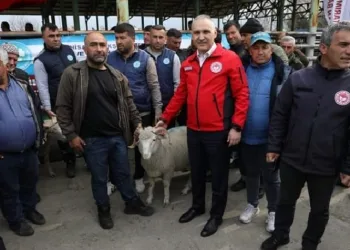 Manisa’da damızlık koç dağıtımı tamamlandı