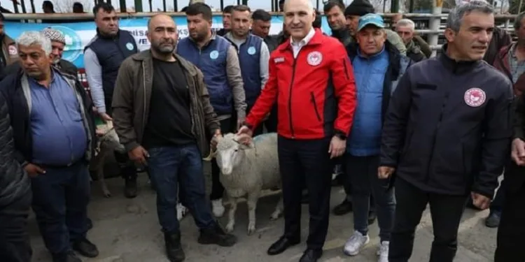 Manisa’da damızlık koç dağıtımı tamamlandı