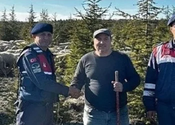 Kaybolan koyun sürüsünü jandarma ormanda buldu