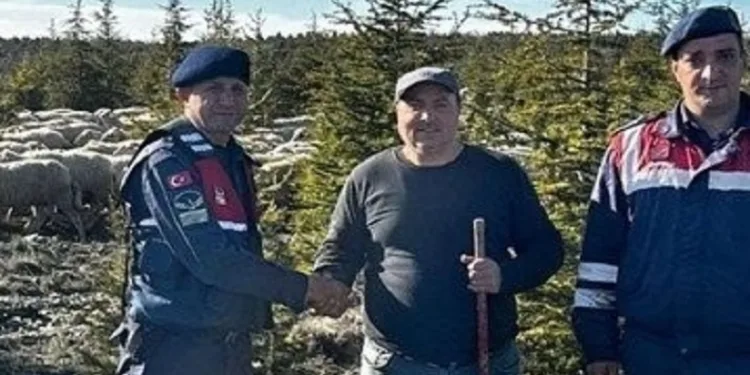 Kaybolan koyun sürüsünü jandarma ormanda buldu