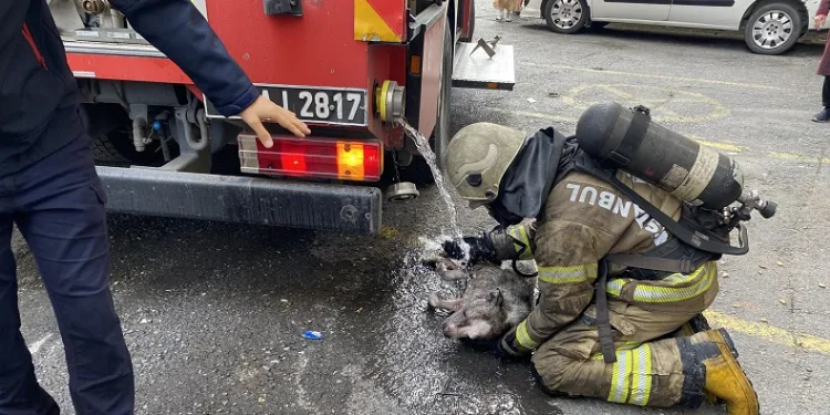 Yangında mahsur kalan köpek için ekipler seferber oldu