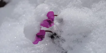 Bolu’nun yüksekleri beyaza büründü