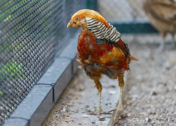 Kanatlı hayvanlar koruma altında