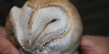 Yaralı baykuş tedaviye alındı