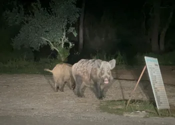 Marmaris’te domuzlar şehre indi