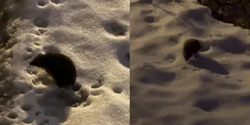 Kış uykusundan uyanan kirpinin tatlı halleri