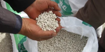 “Kuru Fasulye ile Beyaz Bahar”