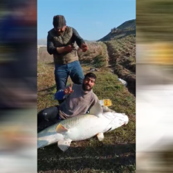 70 kg ağırlığında turna balığı yakalandı