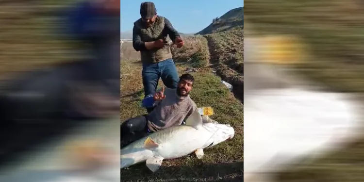 70 kg ağırlığında turna balığı yakalandı