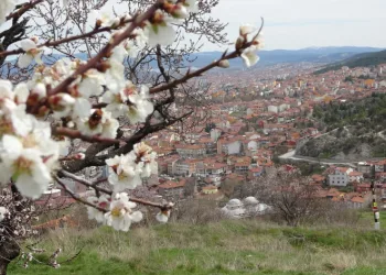 Kütahya’da badem ağaçları çiçek açtı