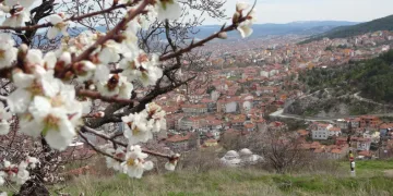 Kütahya’da badem ağaçları çiçek açtı