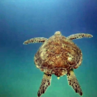 Deniz kaplumbağaları için uyarı