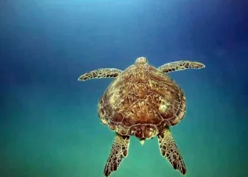 Deniz kaplumbağaları için uyarı