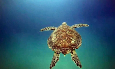 Deniz kaplumbağaları için uyarı
