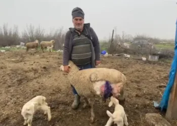 Çift kafalı doğdu, görenleri hayrete düşürdü
