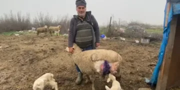 Çift kafalı doğdu, görenleri hayrete düşürdü
