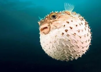 Balon balığı avlayan balıkçılara destek