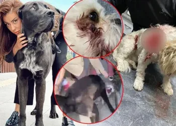 Banu Parlak’ın köpeği dehşet saçtı
