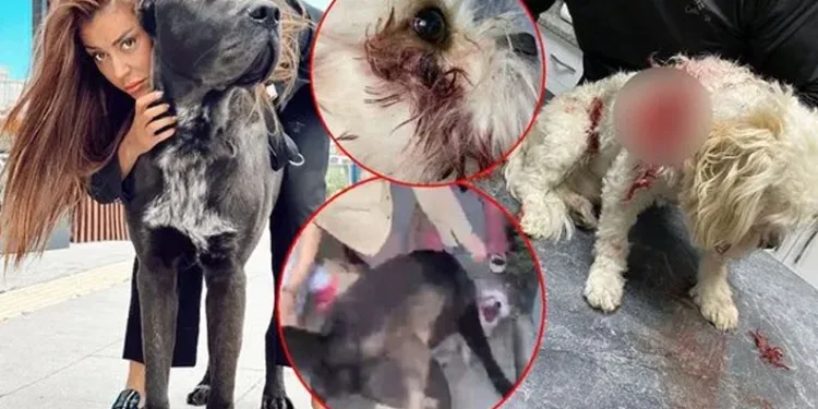Banu Parlak’ın köpeği dehşet saçtı