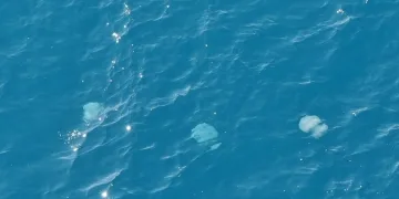 Balıkçı ağları denizanasıyla doldu