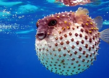 Balon Balığı avcılığının desteklenmesi