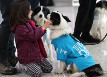 “Terapi Köpek Projesi”