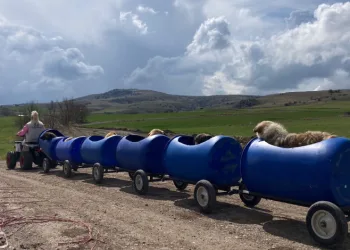 Engelli köpeklere varilden tren yapıldı