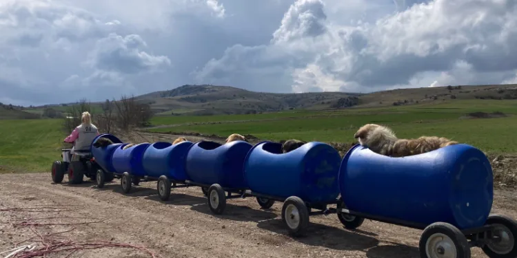Engelli köpeklere varilden tren yapıldı