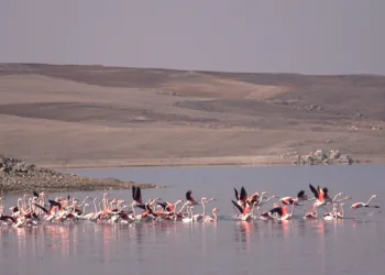 Flamingo akını bozkırı renklendirdi