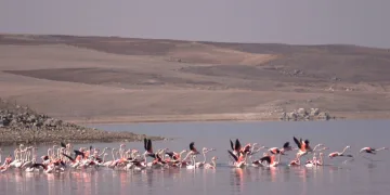 Flamingo akını bozkırı renklendirdi