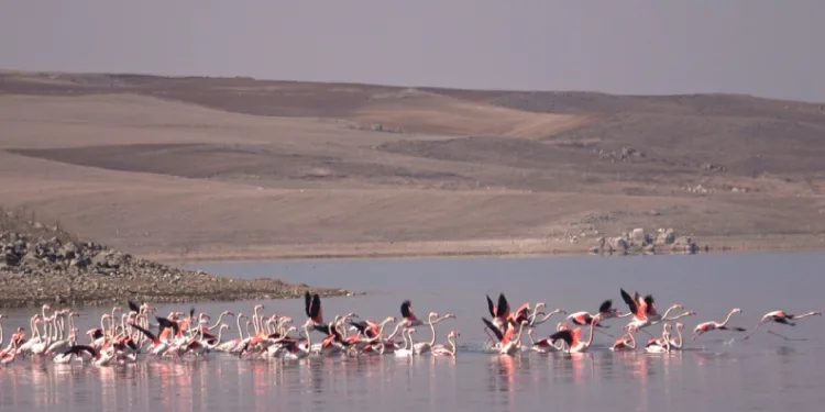 Flamingo akını bozkırı renklendirdi