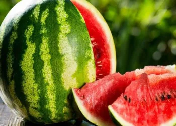 Adana karpuz üretiminde Türkiye’de birincisi