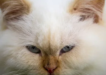 Japonya’da ‘kimyasal kedi’ alarmı