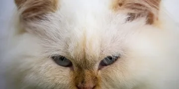 Japonya’da ‘kimyasal kedi’ alarmı
