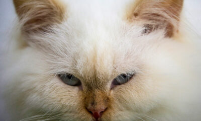 Japonya'da 'kimyasal kedi' alarmı