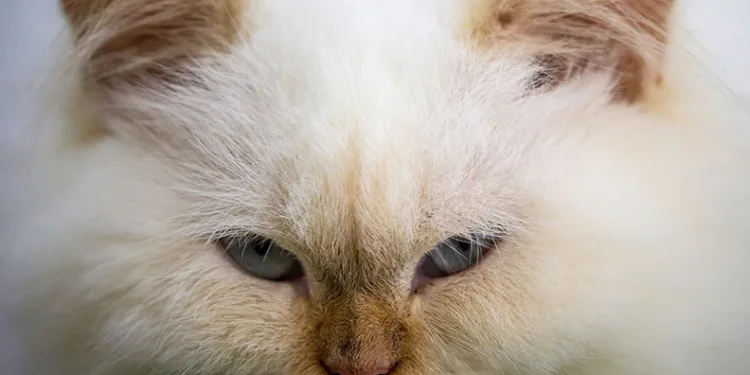 Japonya’da ‘kimyasal kedi’ alarmı
