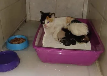 Bursa’da kedi hastanede doğum yaptı