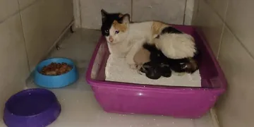 Bursa’da kedi hastanede doğum yaptı