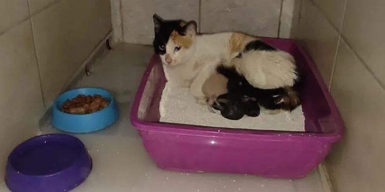Bursa’da kedi hastanede doğum yaptı