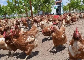 Kümes Hayvancılığı üretimi arttı