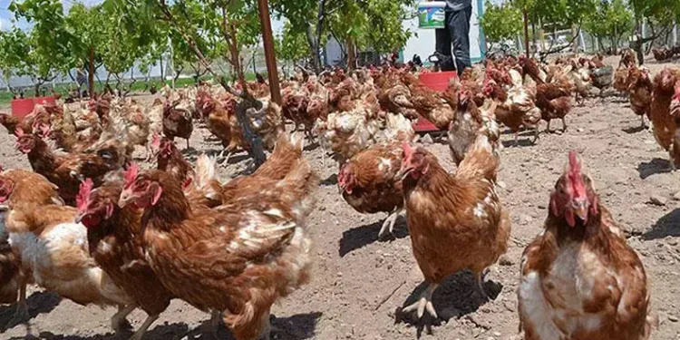 Kümes Hayvancılığı üretimi arttı